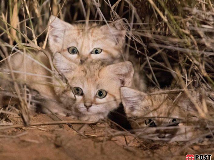 آشنایی با گربه شنی در زیستگاه های خشک و کویری + عکس 3 آشنایی با گربه شنی