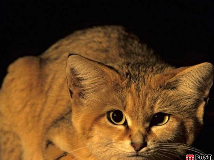 آشنایی با گربه شنی در زیستگاه های خشک و کویری + عکس 2 آشنایی با گربه شنی