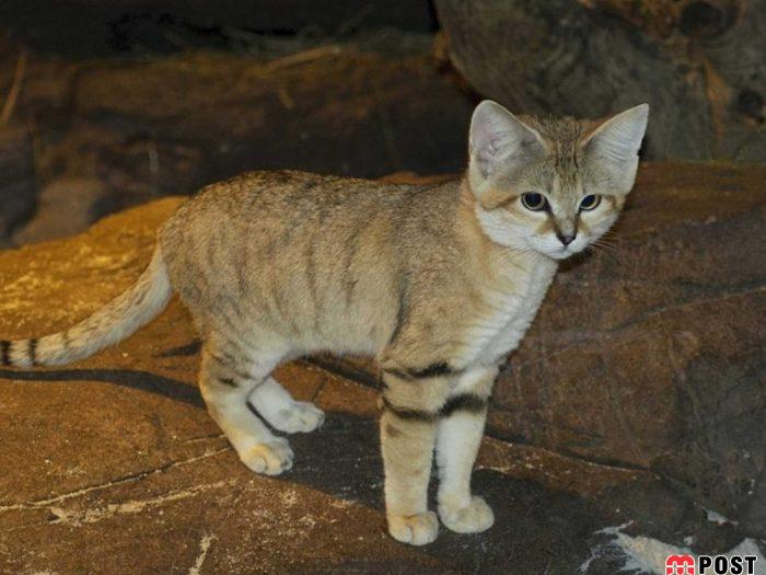 آشنایی با گربه شنی در زیستگاه های خشک و کویری + عکس 5 آشنایی با گربه شنی