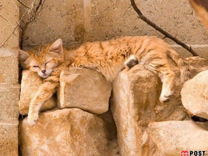 آشنایی با گربه شنی در زیستگاه های خشک و کویری + عکس 4 آشنایی با گربه شنی