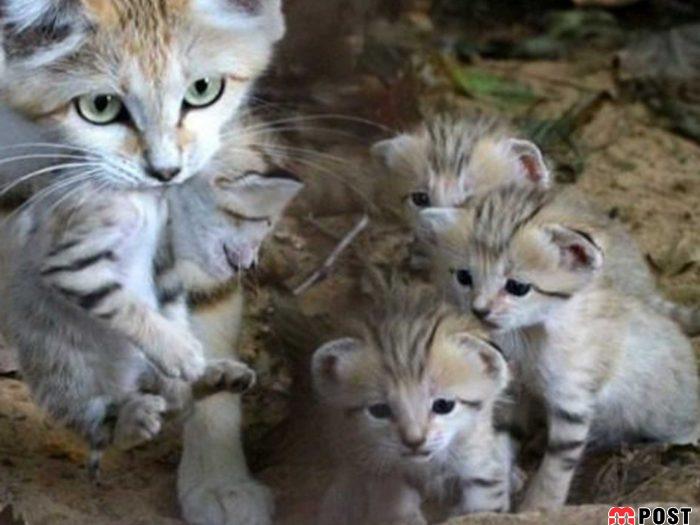 آشنایی با گربه شنی در زیستگاه های خشک و کویری + عکس 11 آشنایی با گربه شنی