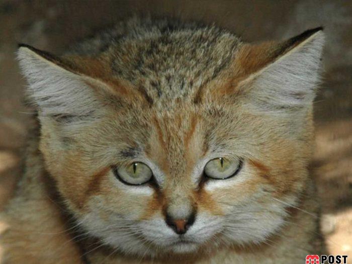 آشنایی با گربه شنی در زیستگاه های خشک و کویری + عکس 16 آشنایی با گربه شنی