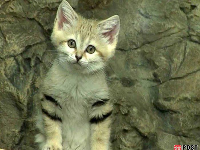 آشنایی با گربه شنی در زیستگاه های خشک و کویری + عکس 13 آشنایی با گربه شنی