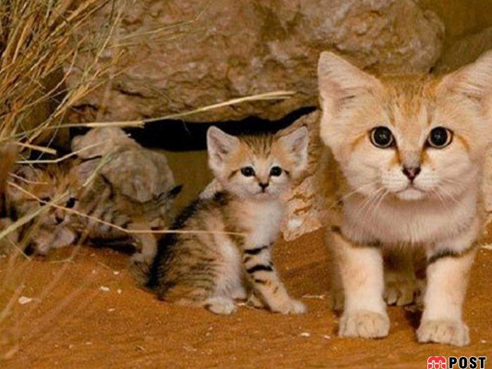 آشنایی با گربه شنی در زیستگاه های خشک و کویری + عکس 10 آشنایی با گربه شنی