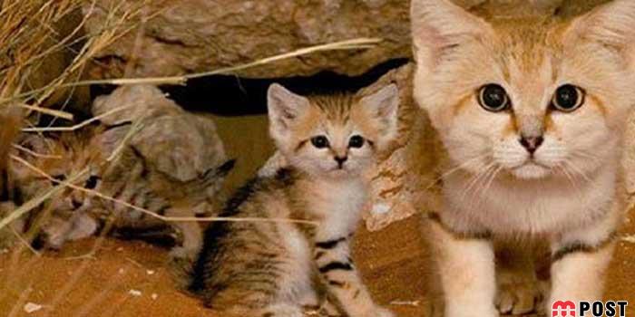 آشنایی با گربه شنی در زیستگاه های خشک و کویری + عکس 1 آشنایی با گربه شنی