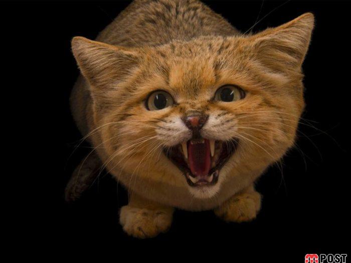 آشنایی با گربه شنی در زیستگاه های خشک و کویری + عکس 9 آشنایی با گربه شنی