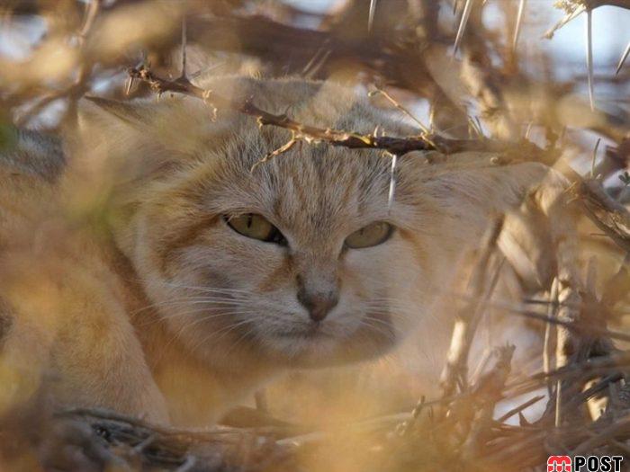 آشنایی با گربه شنی در زیستگاه های خشک و کویری + عکس 12 آشنایی با گربه شنی