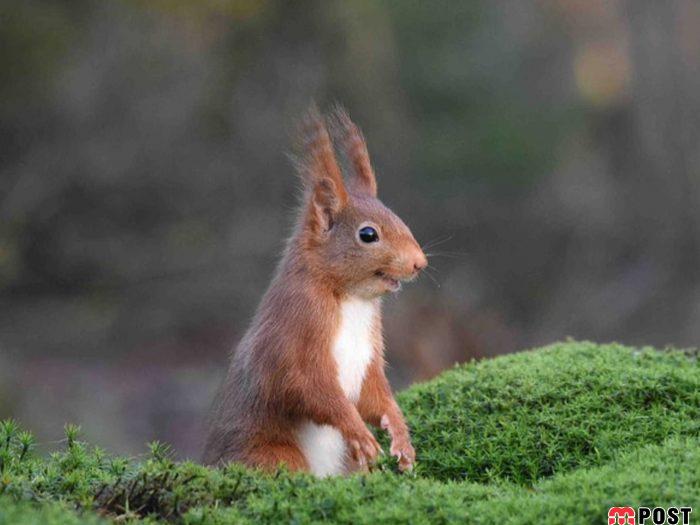 نگاهی به برترین و زیباترین عکس های طبیعت در سال ۲۰۲۰ 18 زیباترین عکس های طبیعت