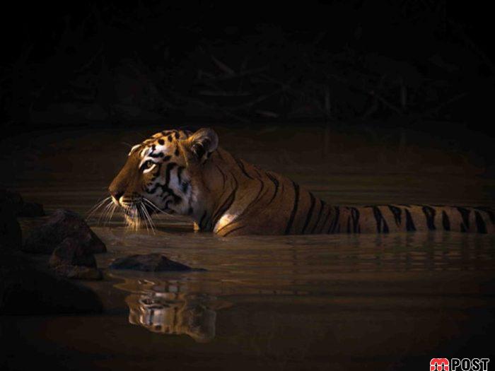 نگاهی به برترین و زیباترین عکس های طبیعت در سال ۲۰۲۰ 17 زیباترین عکس های طبیعت