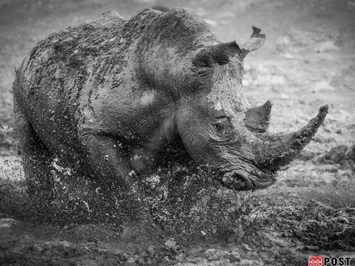 نگاهی به برترین و زیباترین عکس های طبیعت در سال ۲۰۲۰ 15 زیباترین عکس های طبیعت