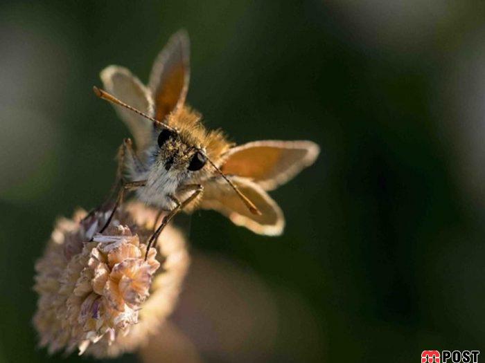 نگاهی به برترین و زیباترین عکس های طبیعت در سال ۲۰۲۰ 13 زیباترین عکس های طبیعت