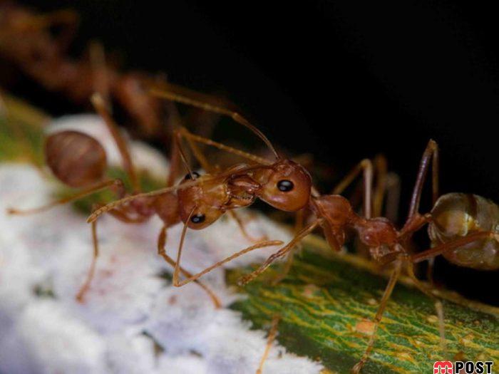 نگاهی به برترین و زیباترین عکس های طبیعت در سال ۲۰۲۰ 12 زیباترین عکس های طبیعت