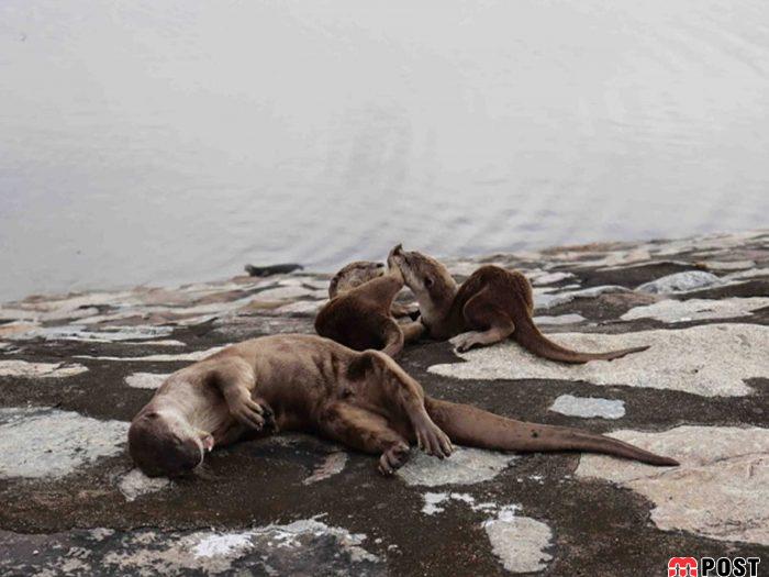 نگاهی به برترین و زیباترین عکس های طبیعت در سال ۲۰۲۰ 29 زیباترین عکس های طبیعت