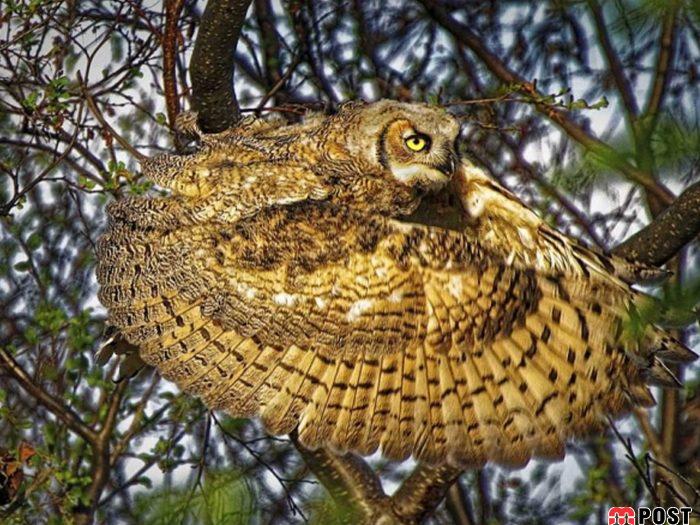 نگاهی به برترین و زیباترین عکس های طبیعت در سال ۲۰۲۰ 10 زیباترین عکس های طبیعت