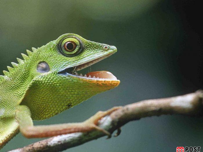 نگاهی به برترین و زیباترین عکس های طبیعت در سال ۲۰۲۰ 14 زیباترین عکس های طبیعت