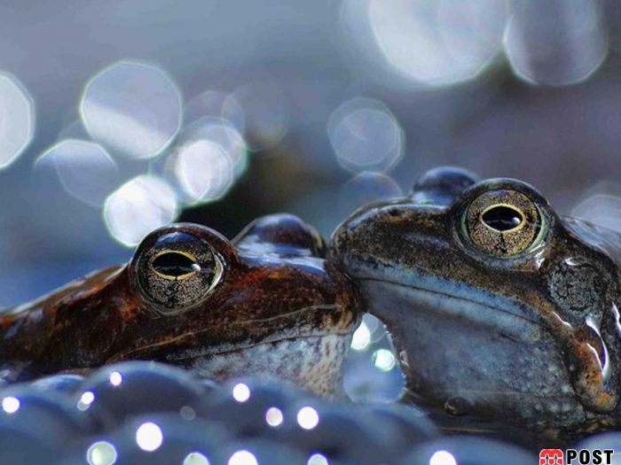 نگاهی به برترین و زیباترین عکس های طبیعت در سال ۲۰۲۰ 4 زیباترین عکس های طبیعت