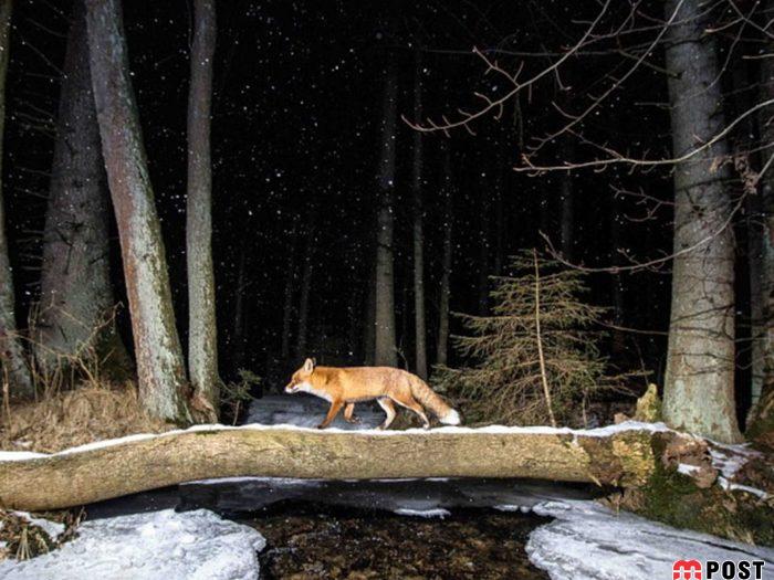 نگاهی به برترین و زیباترین عکس های طبیعت در سال ۲۰۲۰ 9 زیباترین عکس های طبیعت