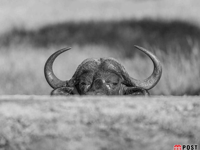 نگاهی به برترین و زیباترین عکس های طبیعت در سال ۲۰۲۰ 8 زیباترین عکس های طبیعت