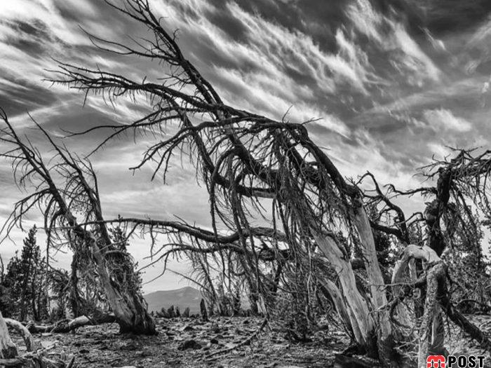 نگاهی به برترین و زیباترین عکس های طبیعت در سال ۲۰۲۰ 6 زیباترین عکس های طبیعت