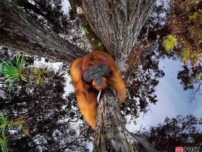 نگاهی به برترین و زیباترین عکس های طبیعت در سال ۲۰۲۰ 2 زیباترین عکس های طبیعت