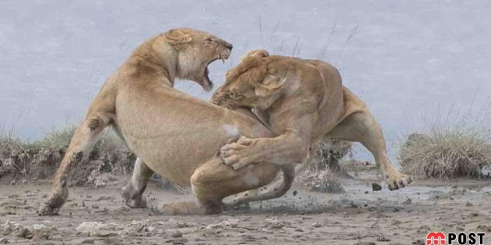 نگاهی به برترین و زیباترین عکس های طبیعت در سال ۲۰۲۰ 28 زیباترین عکس های طبیعت