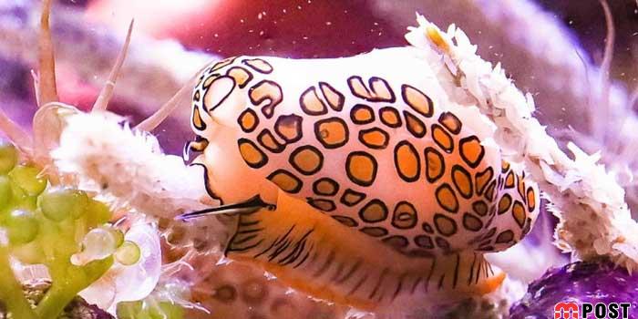 نگاهی به برترین و زیباترین عکس های طبیعت در سال ۲۰۲۰ 27 زیباترین عکس های طبیعت