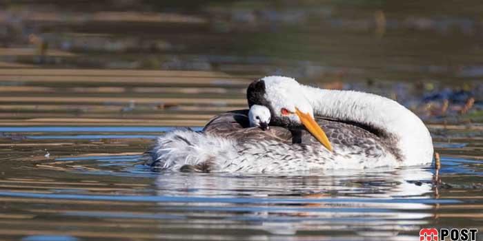 نگاهی به برترین و زیباترین عکس های طبیعت در سال ۲۰۲۰ 26 زیباترین عکس های طبیعت