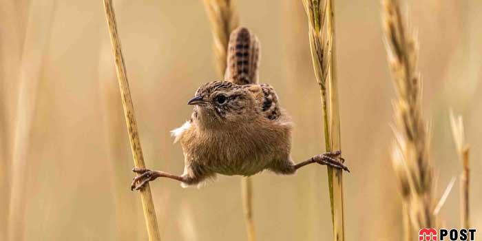 نگاهی به برترین و زیباترین عکس های طبیعت در سال ۲۰۲۰ 25 زیباترین عکس های طبیعت