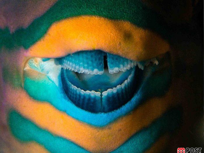 نگاهی به برترین و زیباترین عکس های طبیعت در سال ۲۰۲۰ 23 زیباترین عکس های طبیعت