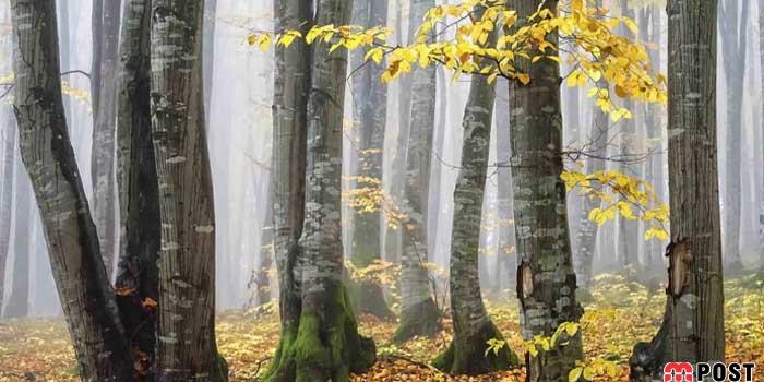 نگاهی به برترین و زیباترین عکس های طبیعت در سال ۲۰۲۰ 22 زیباترین عکس های طبیعت