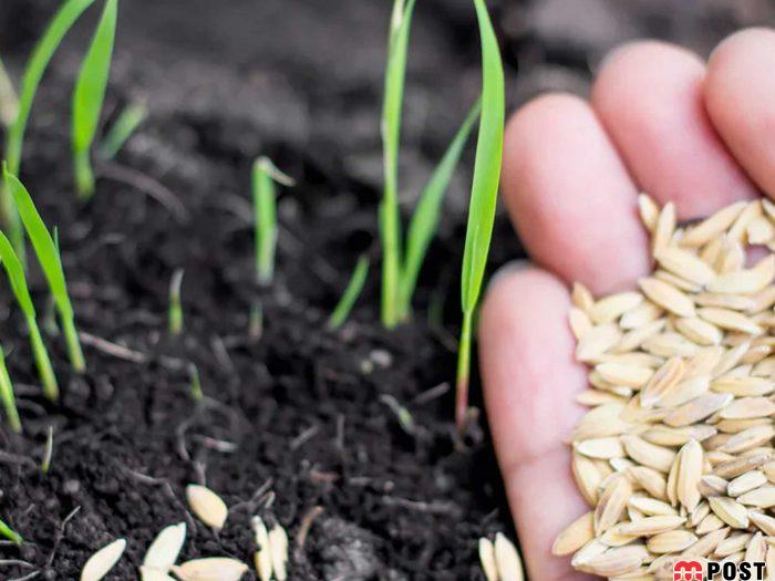 ارزش غذایی و فواید جوانه ها برای حفظ سلامتی و کاهش وزن 2 فواید جوانه ها