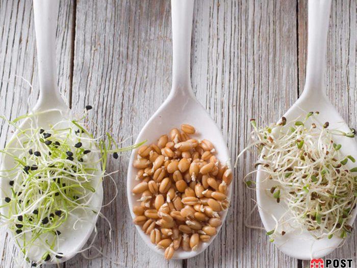 ارزش غذایی و فواید جوانه ها برای حفظ سلامتی و کاهش وزن 4 فواید جوانه ها