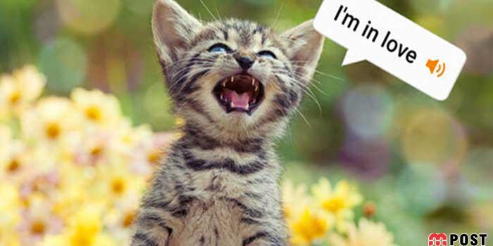 ترجمه صدای گربه ها با استفاده از برنامه MeowTalk ممکن شد ؟! 9 ترجمه صدای گربه ها