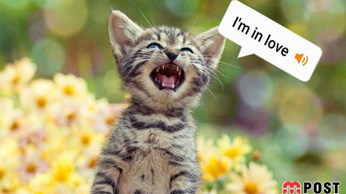 ترجمه صدای گربه ها با استفاده از برنامه MeowTalk ممکن شد ؟! 3 ترجمه صدای گربه ها