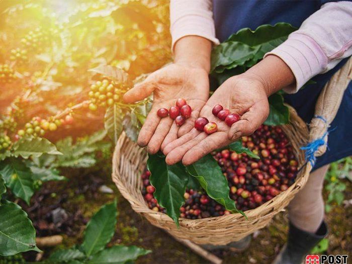 نوشیدنی قهوه و رمز و رازهای نهفته آن در سراسر جهان 3 نوشیدنی قهوه