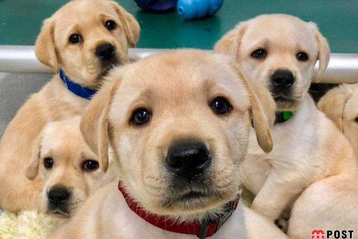 آیا فهم و درک سگها از زبان بدن انسانها ریشه در ژنتیک دارد؟ 2 درک سگ ها از زبان بدن