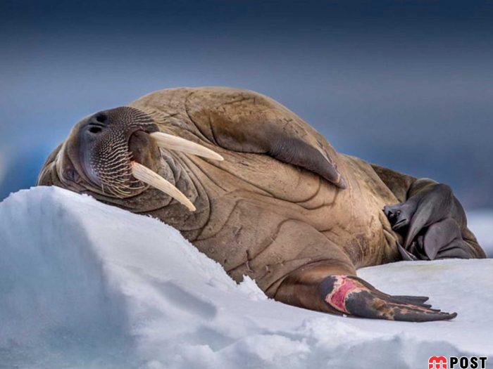 عکس های طبیعت و انسان که در مسابقه عکاسی انتخاب شدند 11 عکس های طبیت