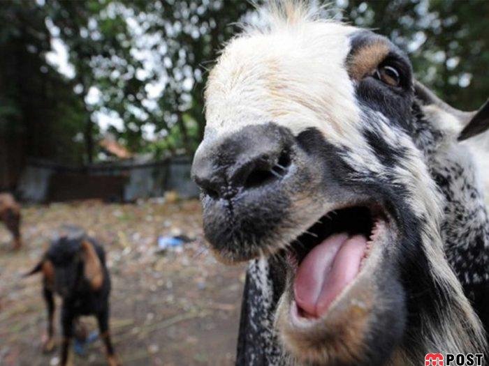 جیغ زدن انسانها