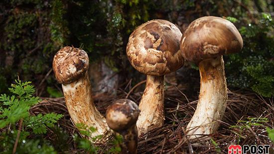 گران ترین غذاهای دنیا از چه مواد اولیه ای تشکیل شده اند؟ 8 گران ترین غذاهای دنیا