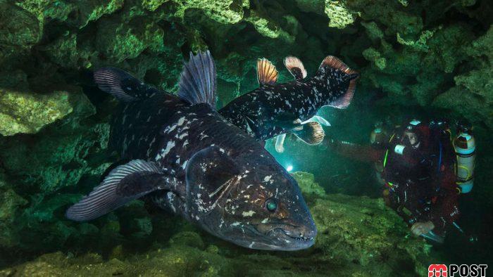 مشاهده ماهی چهارپا با قدمت ۴۲۰ میلیون سال در سواحل ماداگاسکار 3 ماهی چهارپا