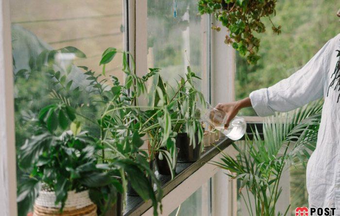 معرفی فاکتورهای تأثیرگذار که به رشد گیاهان آپارتمانی کمک می کند 3 رشد گیاهان آپارتمانی