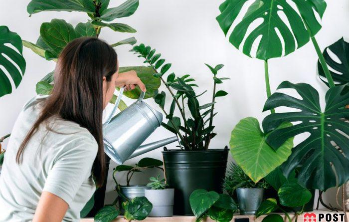 معرفی فاکتورهای تأثیرگذار که به رشد گیاهان آپارتمانی کمک می کند 2 رشد گیاهان آپارتمانی