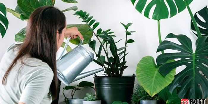 معرفی فاکتورهای تأثیرگذار که به رشد گیاهان آپارتمانی کمک می کند 16 رشد گیاهان آپارتمانی