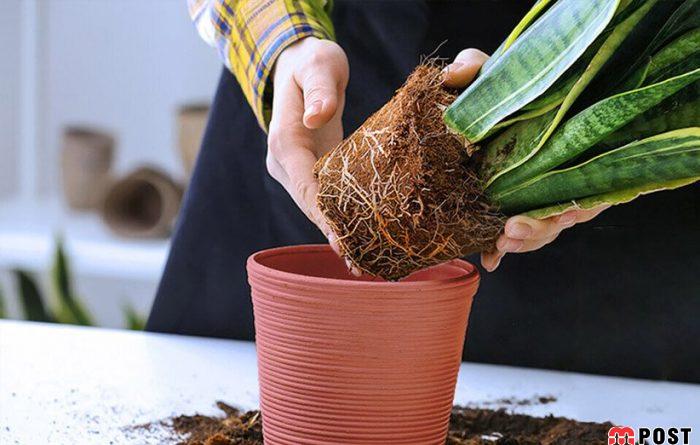 معرفی فاکتورهای تأثیرگذار که به رشد گیاهان آپارتمانی کمک می کند 4 رشد گیاهان آپارتمانی