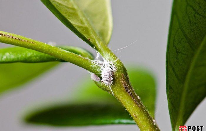 معرفی فاکتورهای تأثیرگذار که به رشد گیاهان آپارتمانی کمک می کند 6 رشد گیاهان آپارتمانی