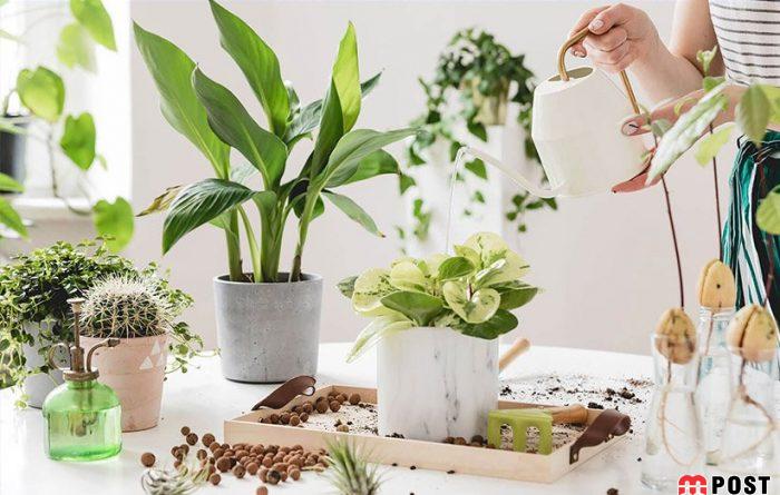 معرفی فاکتورهای تأثیرگذار که به رشد گیاهان آپارتمانی کمک می کند 5 رشد گیاهان آپارتمانی