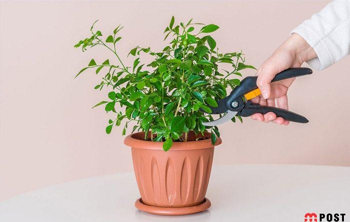 معرفی فاکتورهای تأثیرگذار که به رشد گیاهان آپارتمانی کمک می کند 7 رشد گیاهان آپارتمانی