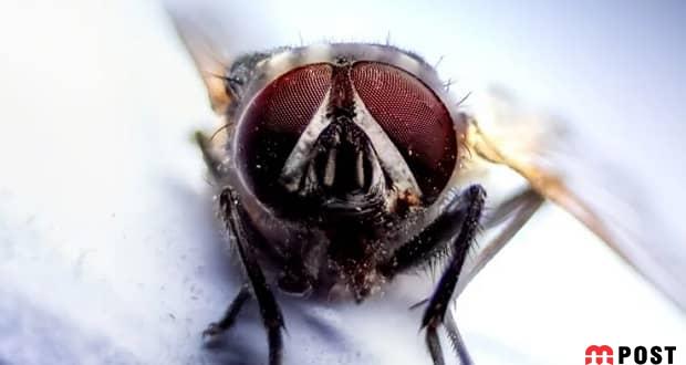 آیا مگس های خانگی می توانند ناقل کرونا ویروس باشند؟ 2 مگس های خانگی