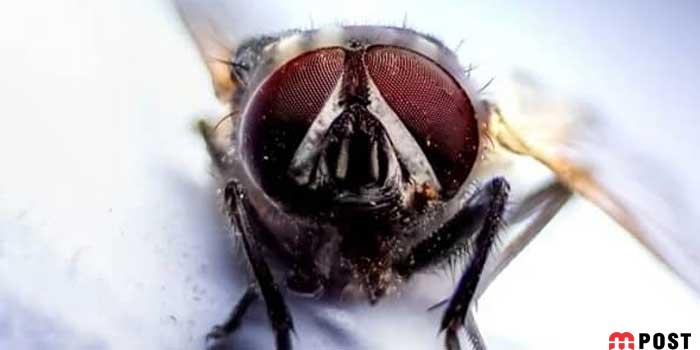 آیا مگس های خانگی می توانند ناقل کرونا ویروس باشند؟ 5 مگس های خانگی