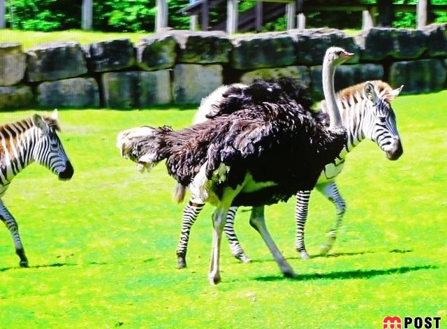 عجایت حیات وحش؛ شترمرغی که مانند گورخرها رفتار می کند 2 عجایت حیات وحش